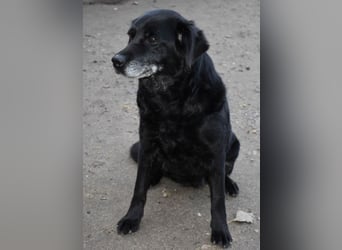 Kolett - freundlich und lebensfrohe Begleiterin