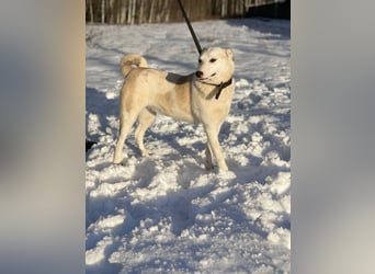 Mischling Jess aus Moskau: Hat Liebe und Energie zu verschenken