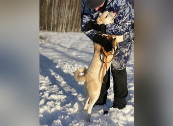 Mischling Jess aus Moskau: Hat Liebe und Energie zu verschenken