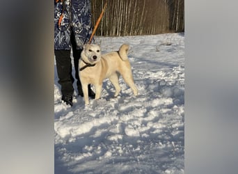 Mischling Jess aus Moskau: Hat Liebe und Energie zu verschenken