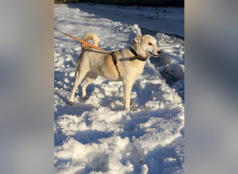 Mischling Jess aus Moskau: Hat Liebe und Energie zu verschenken