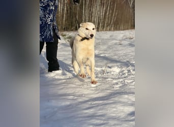 Mischling Jess aus Moskau: Hat Liebe und Energie zu verschenken