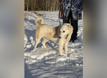 Mischling Jess aus Moskau: Hat Liebe und Energie zu verschenken