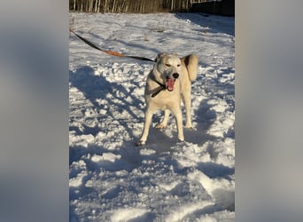 Mischling Jess aus Moskau: Hat Liebe und Energie zu verschenken