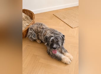 Süßer Costel sucht seine Schmusefamilie