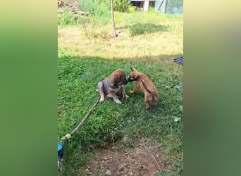 Kleine und ängstliche Mimines sucht einfühlsame Menschen