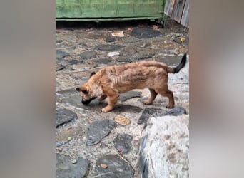 Kleine und ängstliche Mimines sucht einfühlsame Menschen