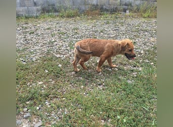 Goldige Ginette sucht liebes Zuhause
