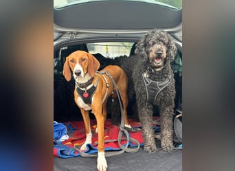 VIKTOR - verliert sein zuahuse!