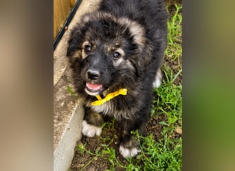 BONBON - Vier kleine Seelen dürfen nicht im Tierheim verschwinden