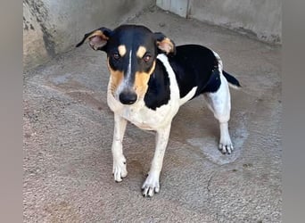 DOROTHY das feine Mädchen