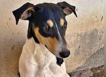 DOROTHY das feine Mädchen