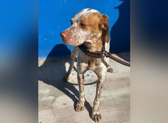 TINETTA eine zarte Hündin