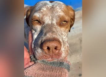 TINETTA eine zarte Hündin