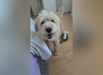 FIPS ein kleiner Wuschel