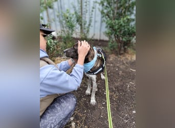LEON der feine Hundejunge