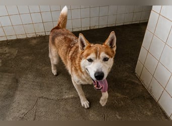 LAILA - eine bildschöne Husky-Dame