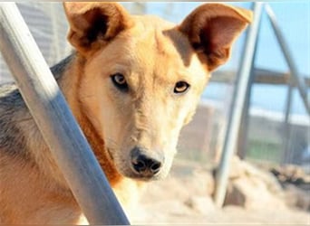 KOBI-liebenswerter Schatz möchte ein Zuhause finden