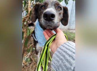 LEON der feine Hundejunge