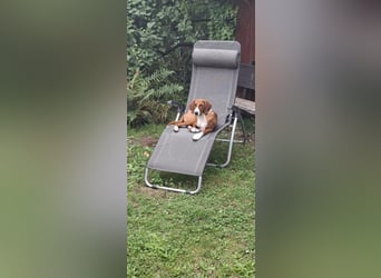 VIKTOR - verliert sein zuahuse!