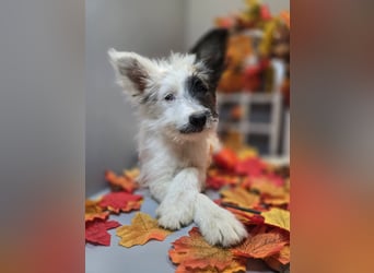 HARPER ein Sonnenschein