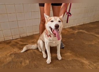 LAILA - eine bildschöne Husky-Dame