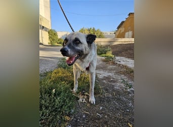 RICHIE,  SOS, liebenswerter zurückhaltender Rüde braucht Hilfe