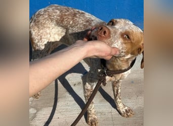 TINETTA eine zarte Hündin