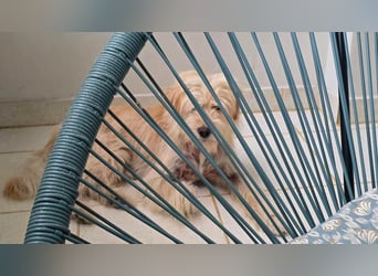 FIPS ein kleiner Wuschel