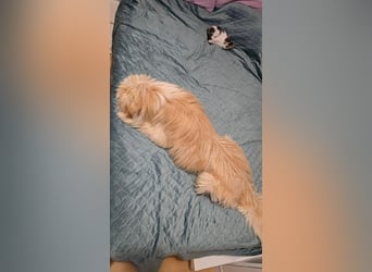 FIPS ein kleiner Wuschel