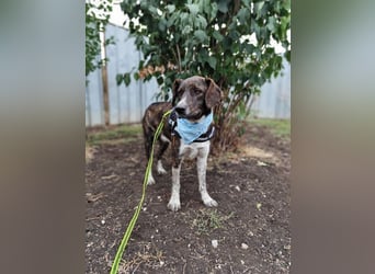 LEON der feine Hundejunge