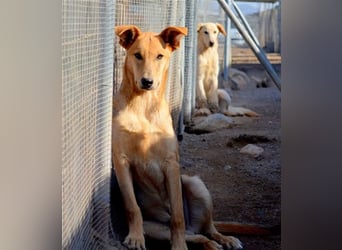 KOBI-liebenswerter Schatz möchte ein Zuhause finden