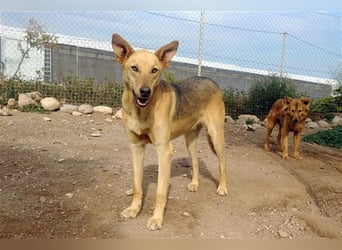 KOBI-liebenswerter Schatz möchte ein Zuhause finden