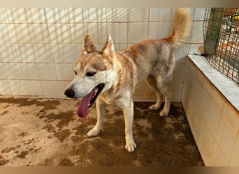 LAILA - eine bildschöne Husky-Dame