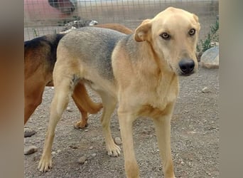 KOBI-liebenswerter Schatz möchte ein Zuhause finden