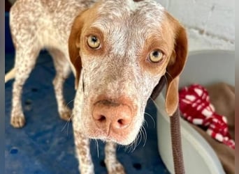 TINETTA eine zarte Hündin