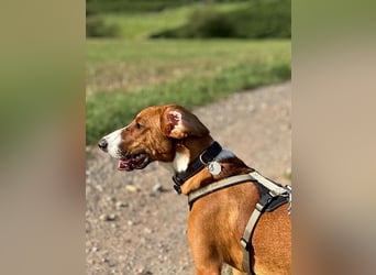 VIKTOR - verliert sein zuahuse!