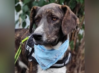 LEON der feine Hundejunge