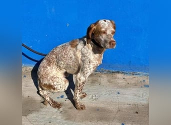 TINETTA eine zarte Hündin