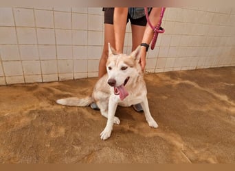 LAILA - eine bildschöne Husky-Dame