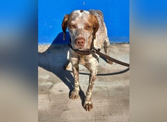 TINETTA eine zarte Hündin