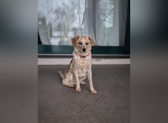 BELLA  die kleine Komikerin