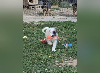 HARPER ein Sonnenschein