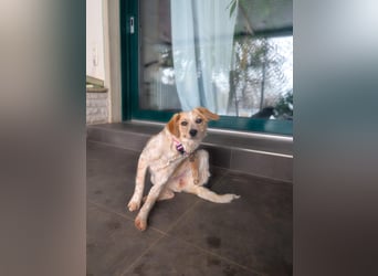 BELLA  die kleine Komikerin