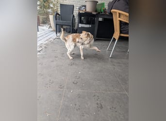 BELLA  die kleine Komikerin