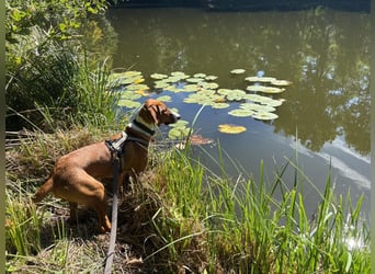 VIKTOR - verliert sein zuahuse!