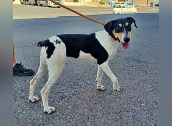 DOROTHY das feine Mädchen