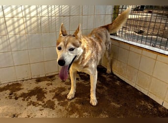 LAILA - eine bildschöne Husky-Dame