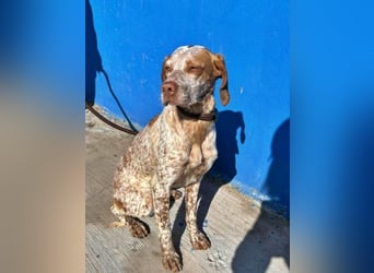 TINETTA eine zarte Hündin