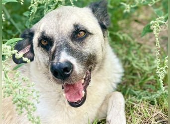 RICHIE,  SOS, liebenswerter zurückhaltender Rüde braucht Hilfe